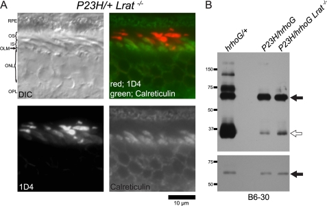 FIGURE 11.