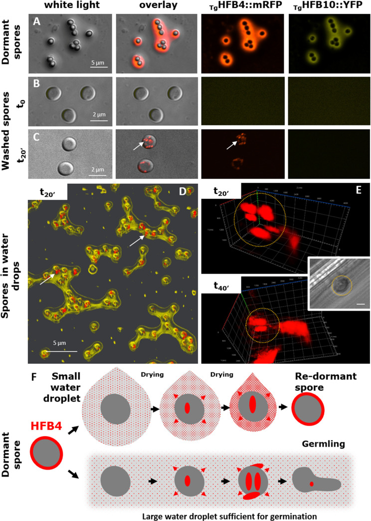 Fig 8