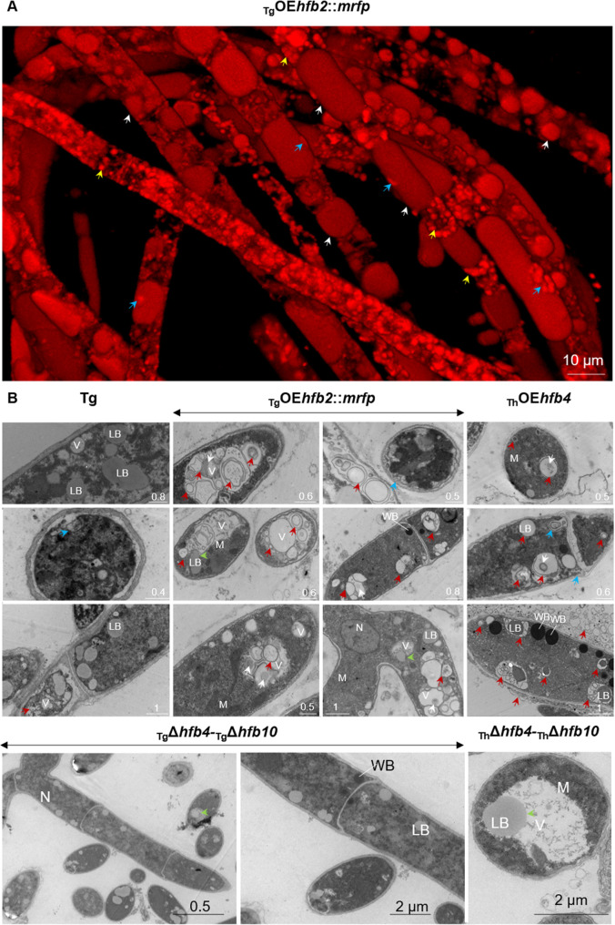 Fig 3