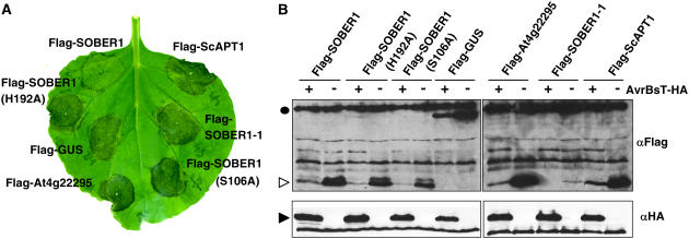 Figure 10.