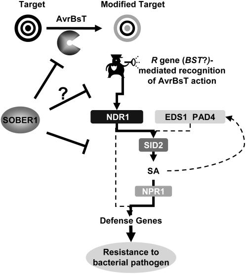 Figure 11.