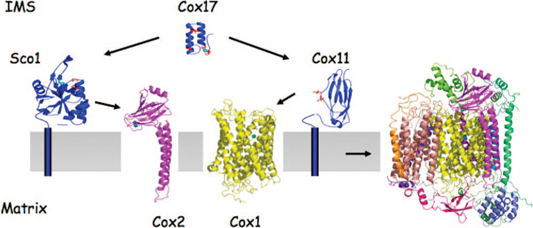 Figure 7