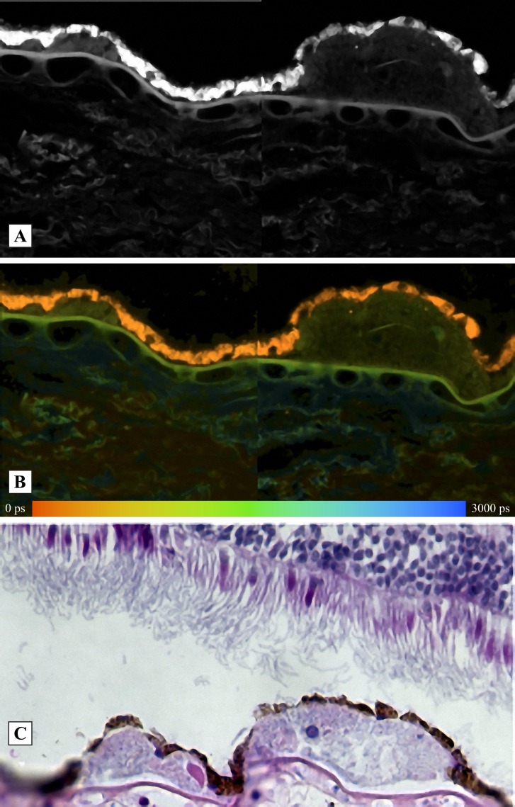 Figure 10. 