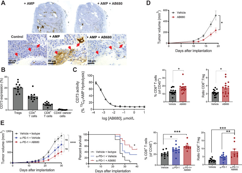 Figure 5. Inhibition of CD73 enzymatic activity in syngeneic B16F10 tumor model enhances antitumoral immunity. A, AMPase activity was assessed on B16F10 tumor sections using a modified form of the Wachstein–Meisel method of enzyme histochemistry. Red arrows indicate regions with active AMP hydrolysis. Data repeated in independent experiment with related CD73 inhibitor AB1421. B, Tumors from B16F10 tumor-bearing mice examined by flow cytometry for CD73 expression on B16F10 cancer cells (CD45−) as well as T-cell subsets. n = 11, mean ± SEM. C, Dose-dependent inhibition of CD73 enzymatic activity by AB680 was quantified in B16F10 tumor homogenates using 13C5-AMP hydrolysis method. Data presented as mean ± SD. D, Top: tumor growth curve showing C57Bl6/J mice implanted subcutaneously with B16F10 cells and subsequently treated with vehicle or AB680 at 10 mg/kg every day. Data representative of three independent experiments, *, P < 0.05, mixed effects analysis, Sidak multiple comparisons test for each timepoint. Bottom: percent of CD8+ T cells and the CD8+ T cell to Treg ratio within tumors from each treatment group were determined by flow cytometry and plotted. n = 9–15, mean ± SEM, *, P < 0.05, Student t test. E, Left: tumor growth and survival curve showing B16F10 tumor-bearing mice treated with anti-PD-1 (2.5 mg/kg) and AB680 (10 mg/kg) as indicated. Data representative of three independent experiments, ns = not significant, ***, P < 0.001, Tumor growth curve: mixed effects analysis, Tukey multiple comparisons test. Kaplan–Meier survival plot; multiple comparisons conducted using family-wise significance level of 5%. Right: percent of CD8+ T cells and the CD8+ T cell to Treg ratio within tumors from each treatment group were determined by flow cytometry and plotted. n = 9–15 mice, mean ± SEM. Tumor-infiltrating lyphocyte data repeated in independent experiment, *, P < 0.05; **, P < 0.01; P < 0.001, Sidak multiple comparisons test, vehicle versus anti-PD-1, anti-PD-1 versus anti-PD-1/AB680, vehicle versus anti-PD-1/AB680.