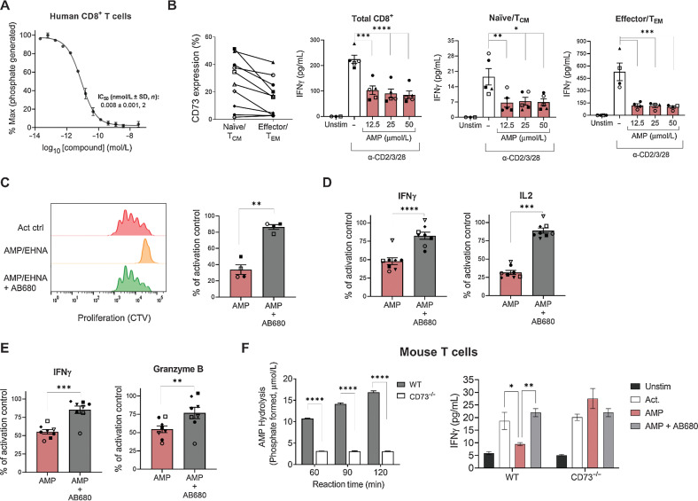 Figure 2. CD73 inhibitor, AB680 rescues the inhibitory effects of adenosine generation on T-cell activation and function. A, Dose–response curve of AB680 in CD73 enzymatic activity assay to determine the IC50 in isolated human CD8+ T cells. B, Left: Frequency of CD73+ on human naïve/central memory (TCM; CD8+ CCR7+) and effector/effector memory (TEM; CD8+ CCR7−) CD8+ T cells determined by flow cytometry. Right three panels: Total, naïve, or memory CD8+ T cells were activated with anti-CD2/CD3/CD28 beads in the presence of indicated concentrations of AMP (+10 μmol/L EHNA). Secreted IFNγ was measured after 48 hours. *, P < 0.05; **, P < 0.01; ***, P < 0.005; ****, P < 0.0001, Dunnett multiple comparisons test versus activation alone. Human CD4+ (C and D) and CD8+ (E) T cells were activated with anti-CD2/CD3/CD28 beads in the presence of AMP and EHNA ± AB680 (200 nmol/L). C, Proliferation was measured by cell trace violet after 96 hours and shown as representative histograms (right) and quantified for 4 donors (left). D and E, Secreted IFNγ (CD4+ and CD8+ T cells), IL2 (CD4+ T cells), and granzyme B (CD8+ T cells) was measured after 72 hours. For B–E, bar graphs with data points are individual donors pooled from multiple independent experiments. Paired t test; *, P < 0.05; **, P < 0.01; ***, P < 0.005; ****, P < 0.0001. F, Left: mouse CD8+ T cells were isolated from splenocytes from either WT or CD73−/− mice as indicated, and AMP hydrolysis was measured with AMP-Glo. ****, P < 0.0001, Sidak multiple comparisons test versus WT. Right: WT or CD73−/− CD8+ T cells were activated with anti-CD3/CD28 beads + IL2 in the presence of 50 μmol/L of AMP + 2.5 μmol/L EHNA ± AB680 (200 nmol/L). Secretion of IFNγ was measured after 96 hours to determine T-cell activation. Results were repeated in an independent experiment with another CD73 inhibitor. *, P < 0.05; **, P < 0.01 Dunnett multiple comparisons test versus AMP alone.