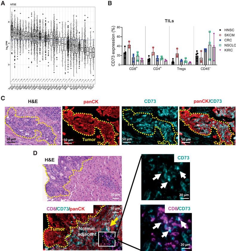 Figure 1. CD73 expression is variable at the tissue and the cellular level across and within cancer indications. A, Total CD73 mRNA expression in various cancer indications from TCGA. B, Quantification of frequency of CD73+ T cells and CD45− cells in dissociated tumor biopsy samples from various indications. Each data point is an individual donor. Flow cytometry data pooled from at least two replicate experiments. Data represented as mean ± range. HNSC, head and neck squamous cell carcinoma; SKCM, skin cutaneous melanoma; CRC, colorectal carcinoma; NSCLC, non–small cell lung cancer; KIRC, kidney renal clear cell carcinoma. C and D, Fluorescent IHC staining for panCK (red), CD8 (magenta), and CD73 (teal) on two independent human colorectal cancer tumors. Pockets of panCK-positive cancer cells are outlined in yellow and marked “Tumor.” Yellow arrows denote CD73-positive epithelial cells in the normal adjacent tissue and white arrows show CD73-positive CD8 T cells.