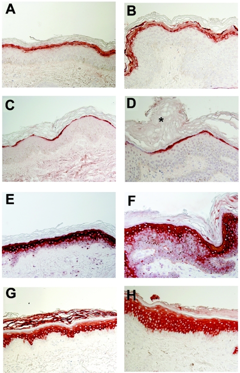 Figure  5. 