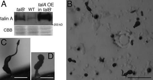 FIG. 7.