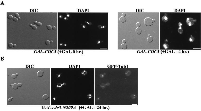 FIG. 1