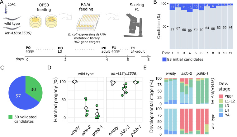 
Figure 1. RNAi screening reveals
aldo-2
and
pdhb-1
metabolic enzymes as potential epigenetic regulators in
C. elegans 
embryonic development
