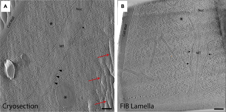 Figure 2