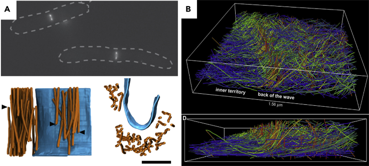 Figure 6