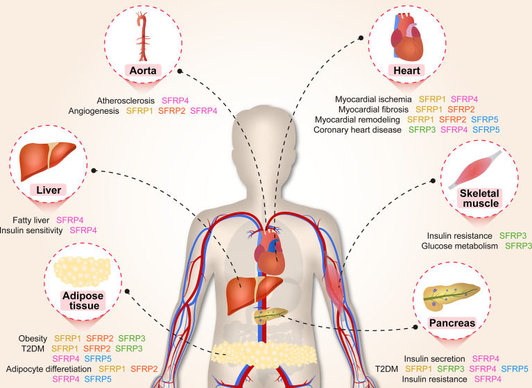 Graphical Abstract