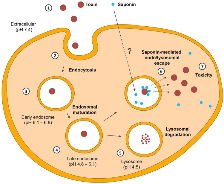 Fig. (5)