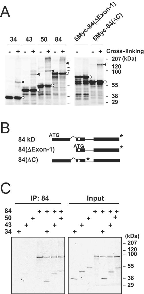 FIG. 2.