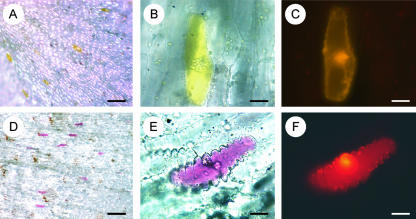 Figure 6.