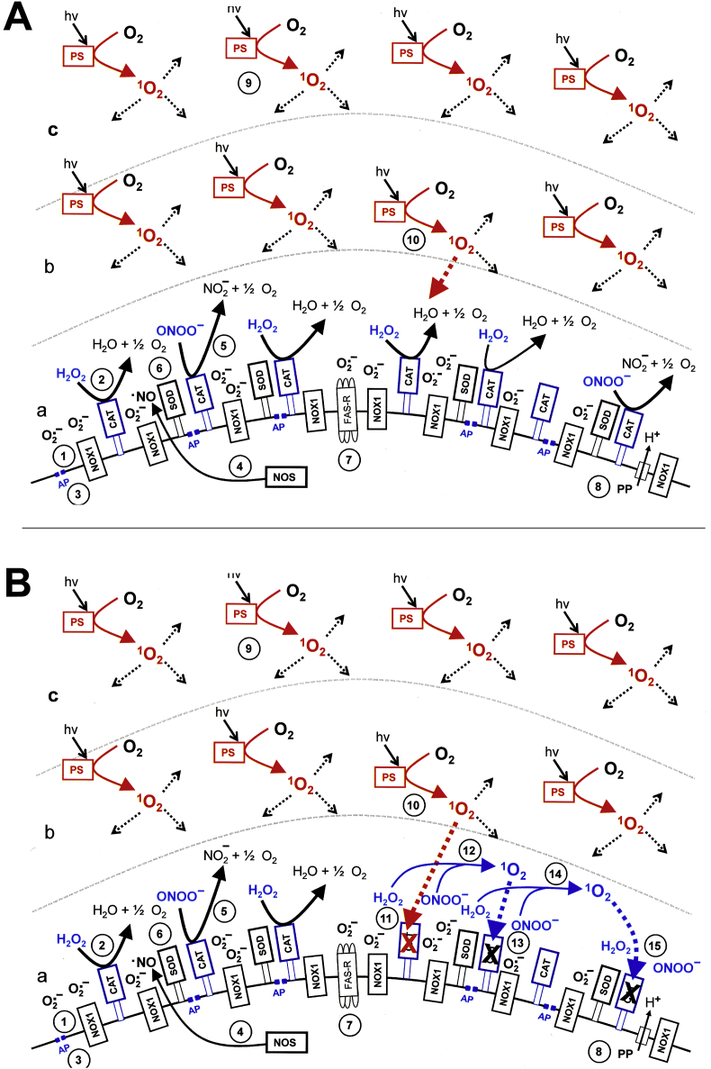 Fig. 19