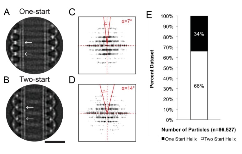 Figure 3—figure supplement 1.