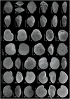 Fig 5