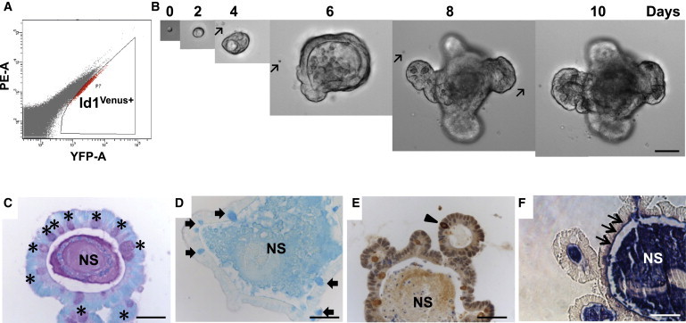 Figure 3