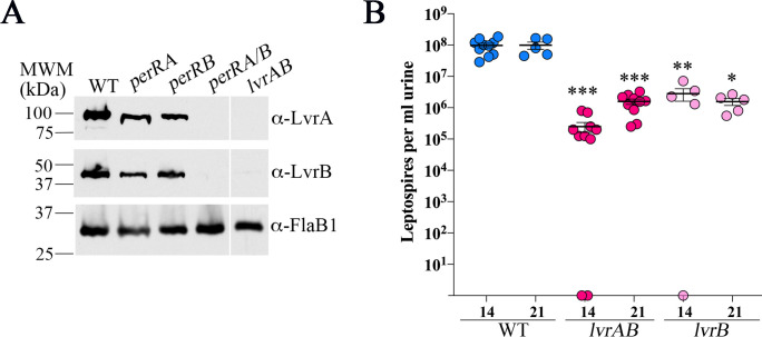 Fig 8