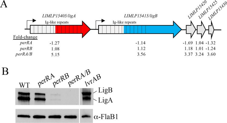 Fig 7