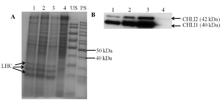 Figure 11. 