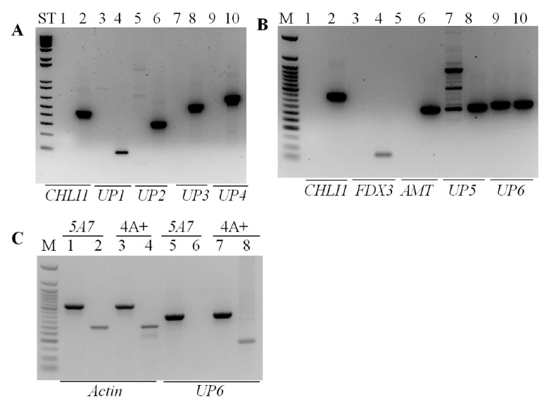 Figure 6. 