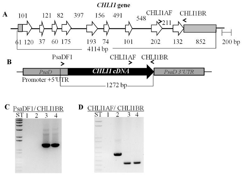 Figure 10. 