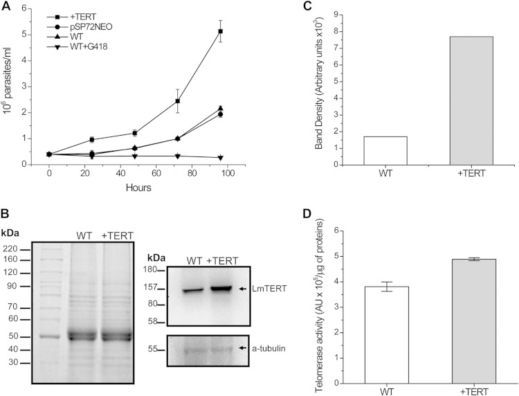 FIG 6