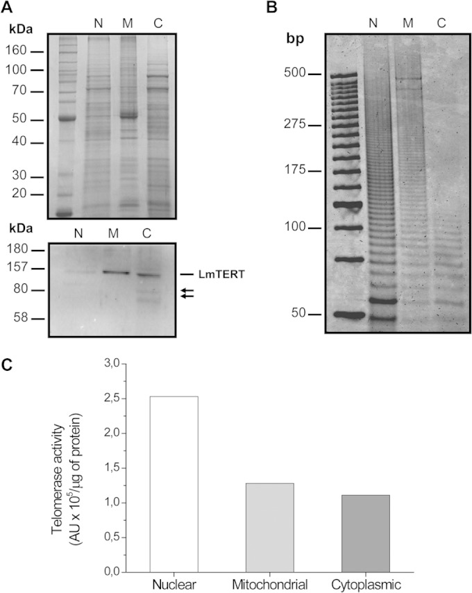 FIG 1