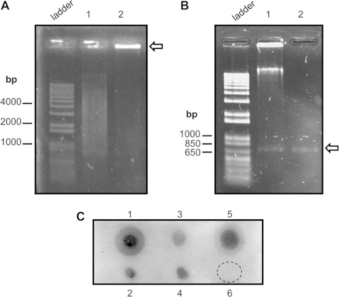 FIG 5