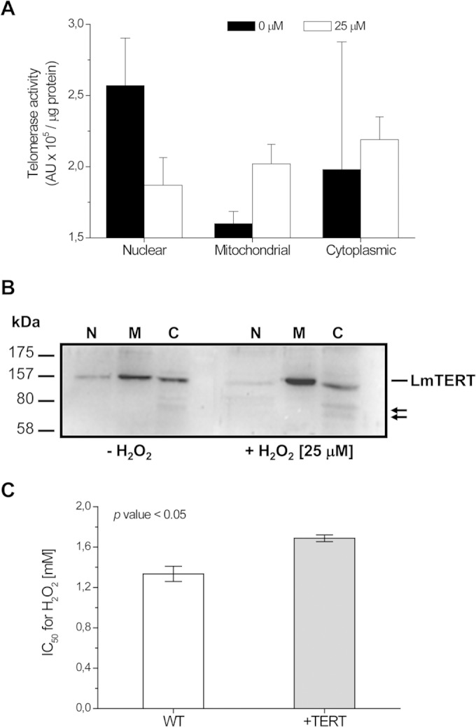 FIG 7