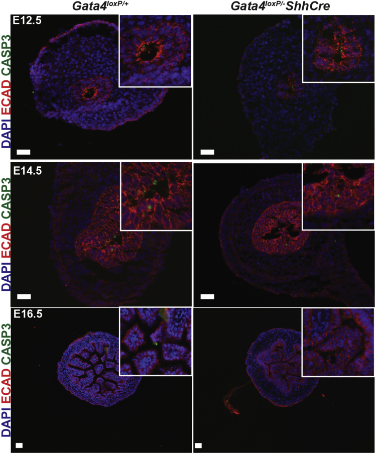 Figure 5