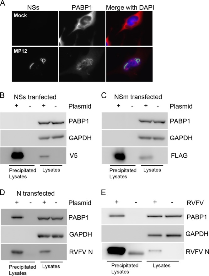 Fig 6