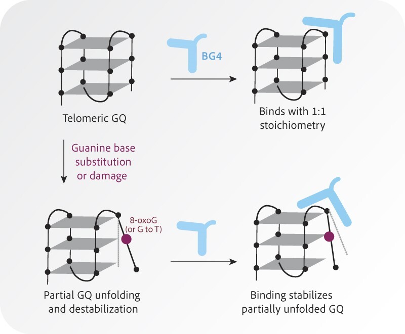 Graphical Abstract