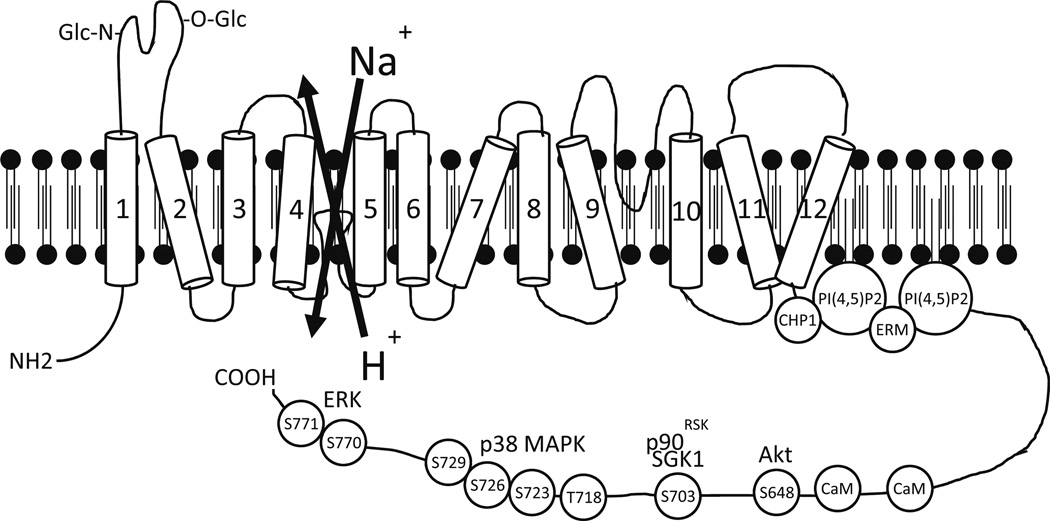 Fig. 1