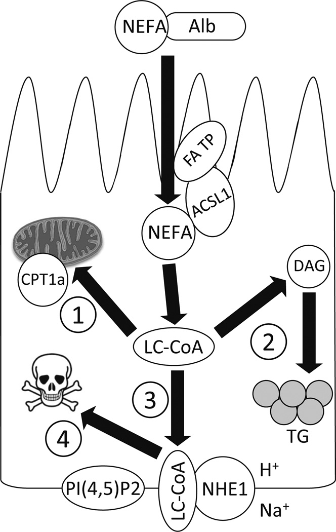 Fig. 3