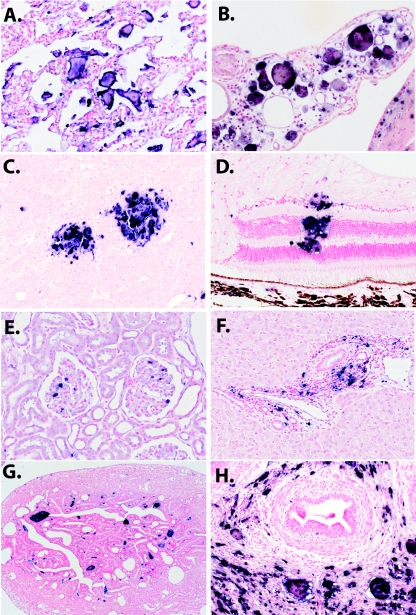 FIG. 9.