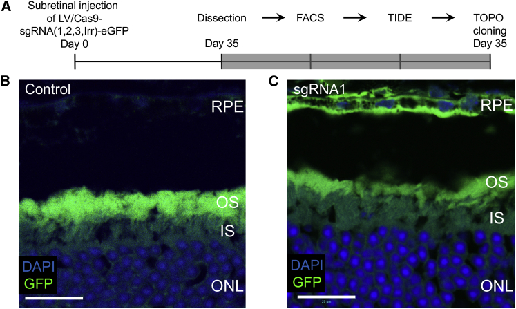 Figure 3