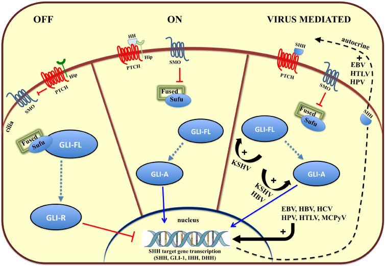 FIGURE 1