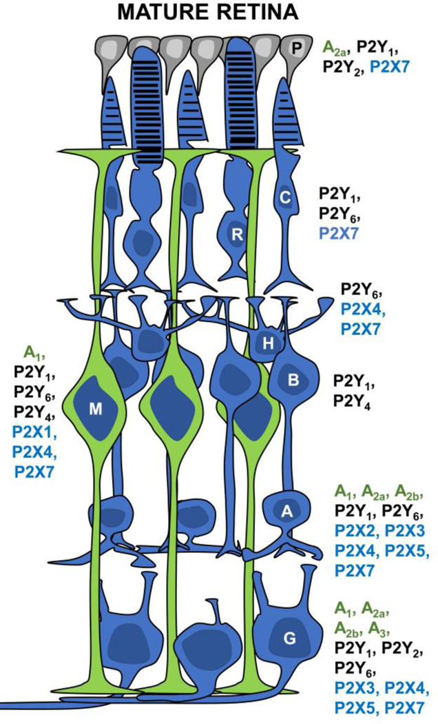 Fig-1.