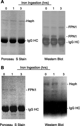 Fig. 8.