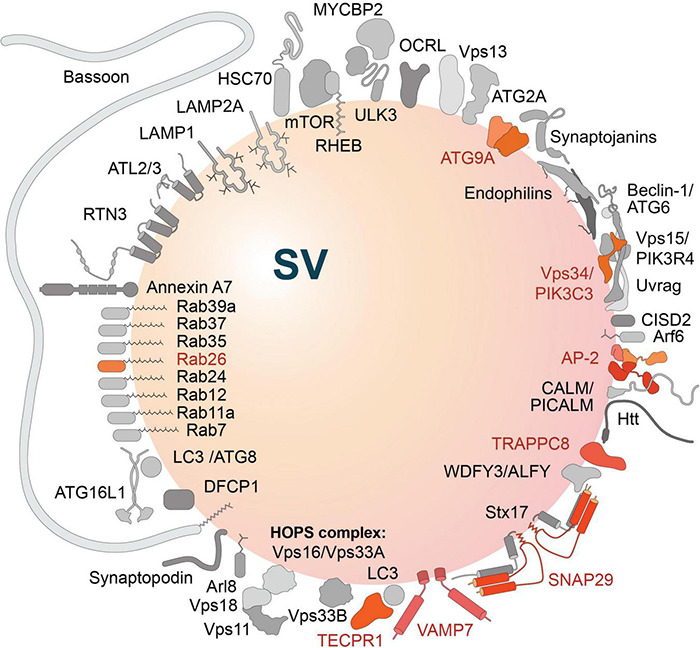 FIGURE 3