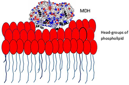 graphic file with name nihms-1501972-f0001.jpg