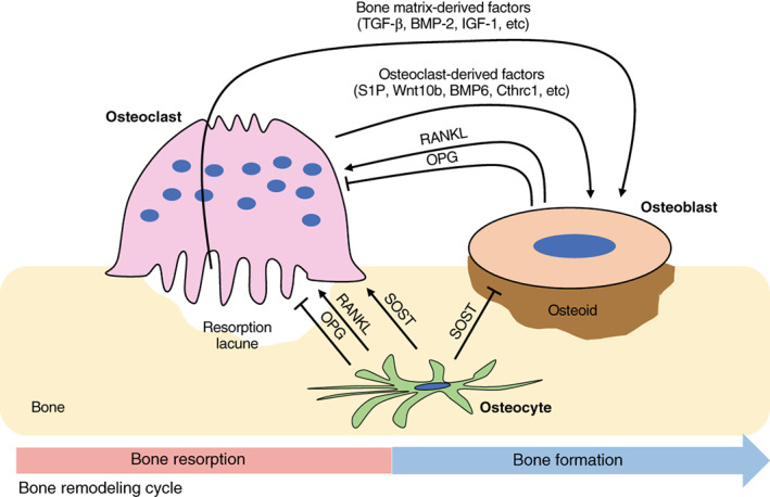 FIGURE 4