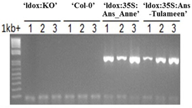 FIGURE 3