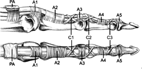 Fig. 1