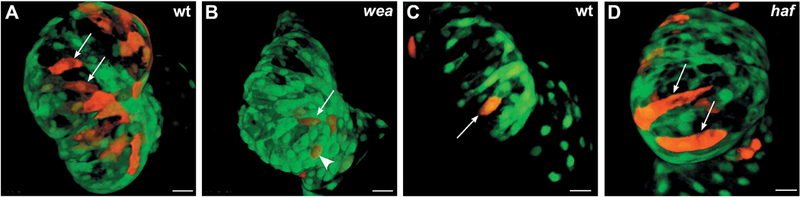 Figure 2: