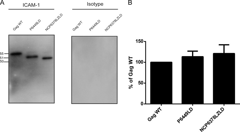 FIG 2